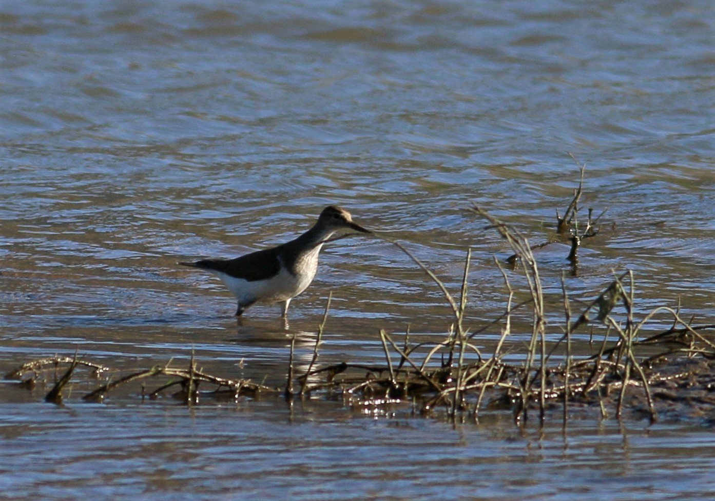 Wood Sandpiper