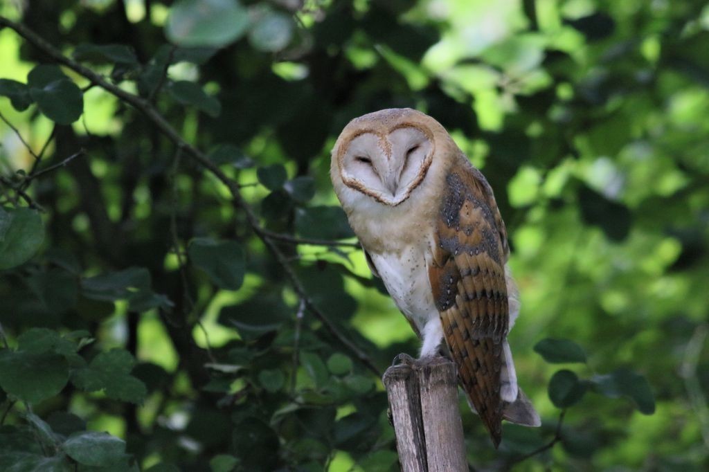 Barn Owl