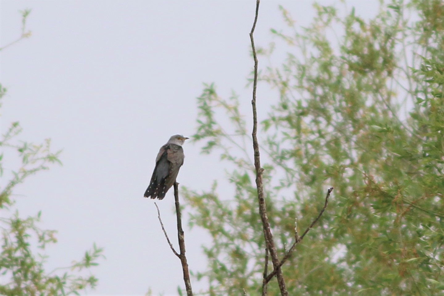 Common Cuckoo