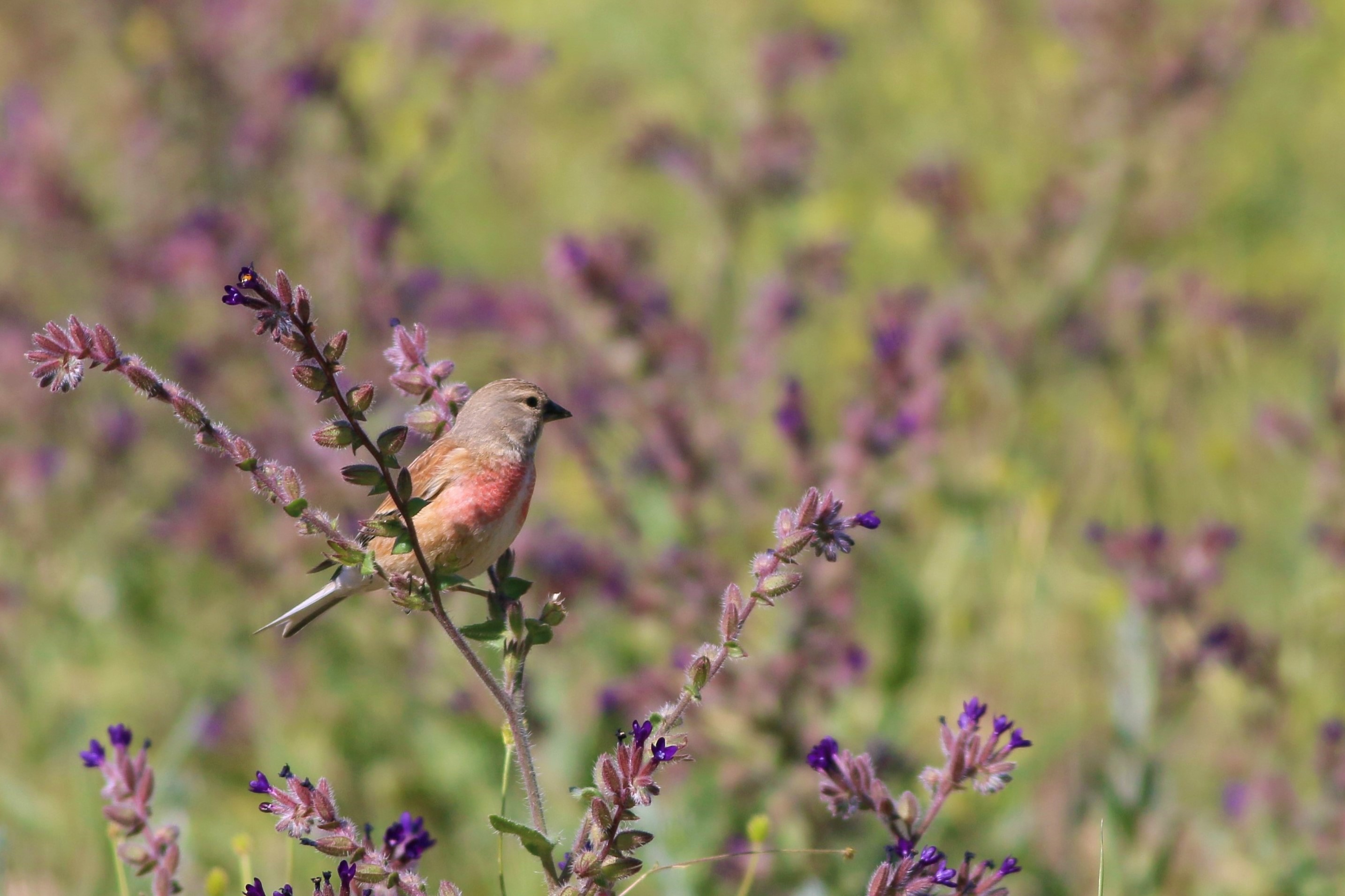 Common Rosefinch