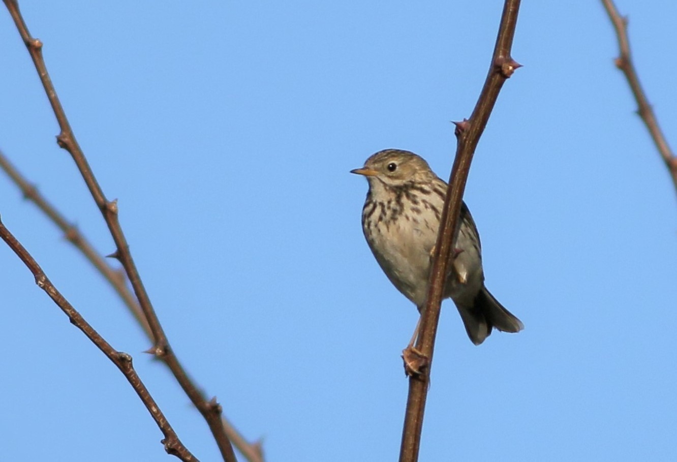 Tree Pipit