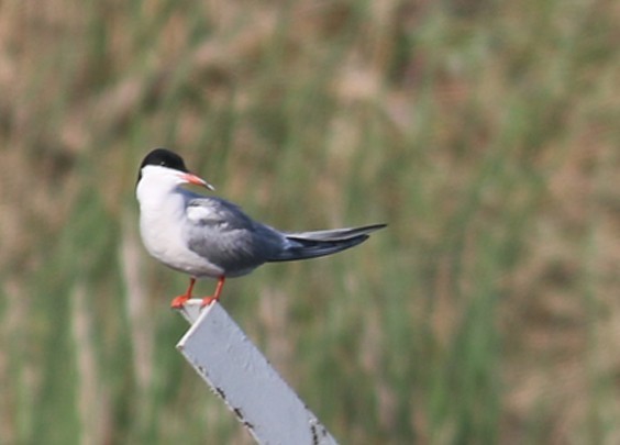 Common Tern