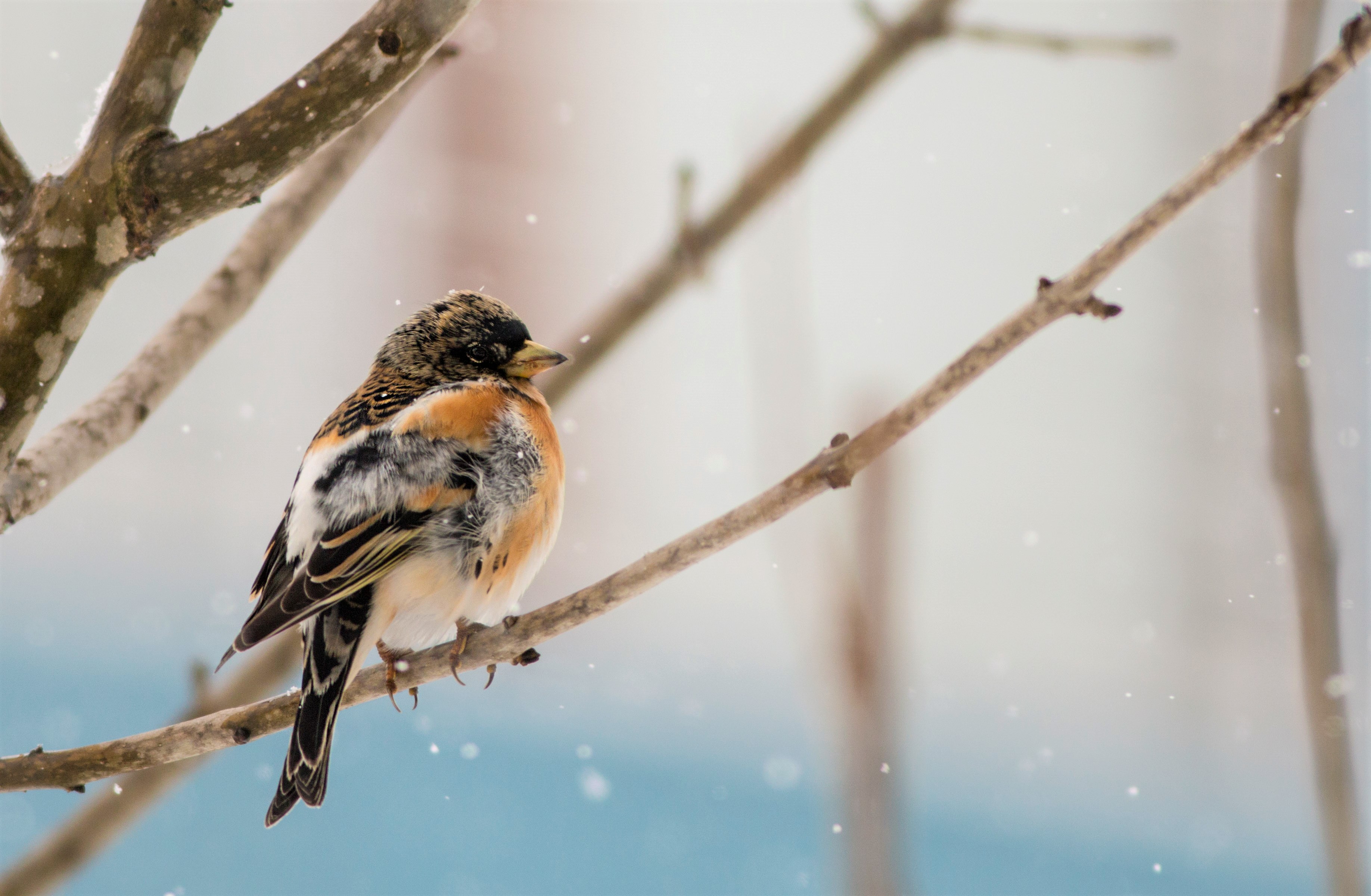 Brambling