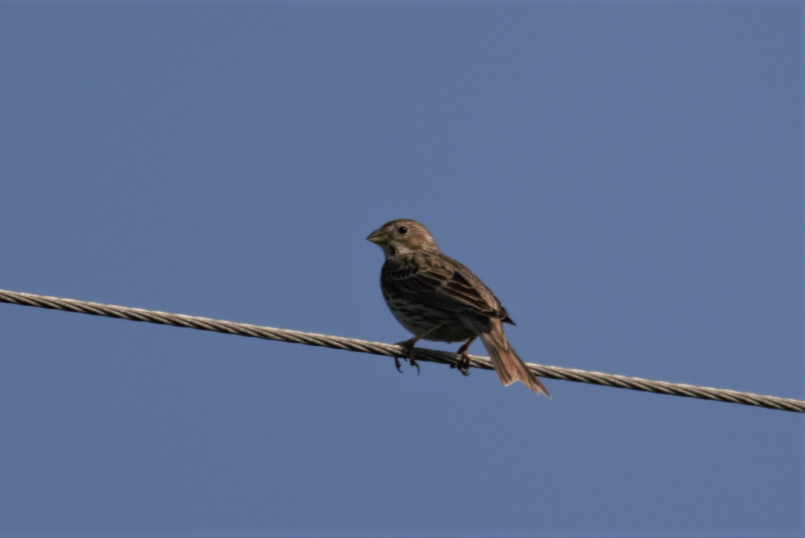 Corn Bunting