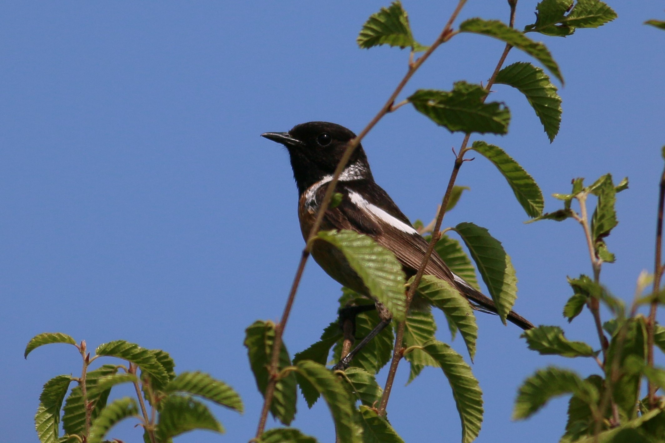Siberian Stonechat
