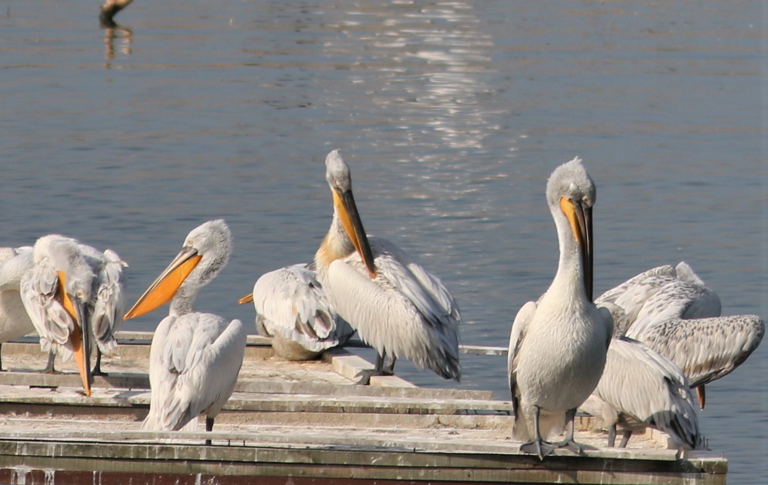 Dalmatian Pelican