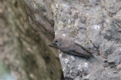 Eurasian Crag-Martin