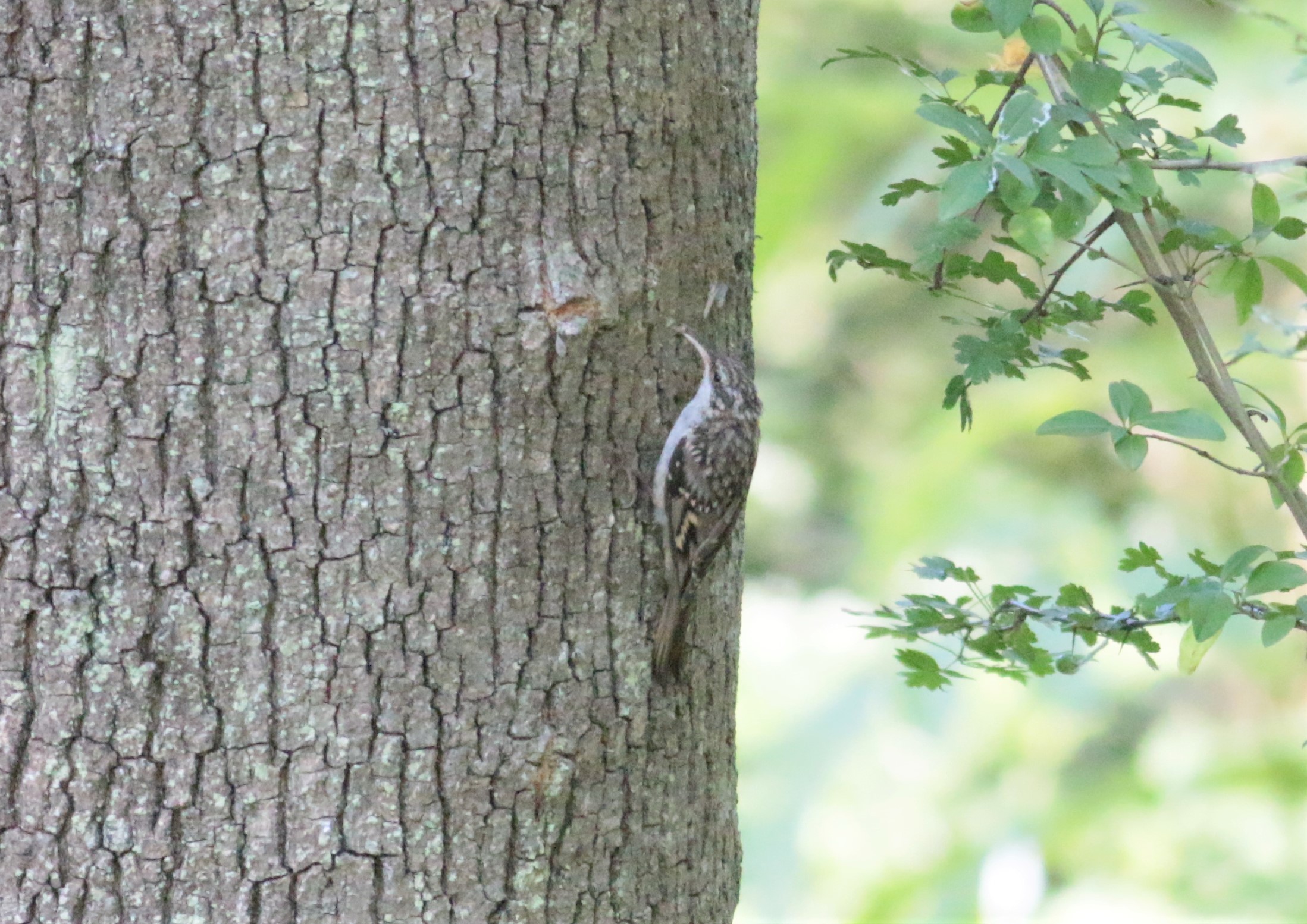 Eurasian Treecreeper