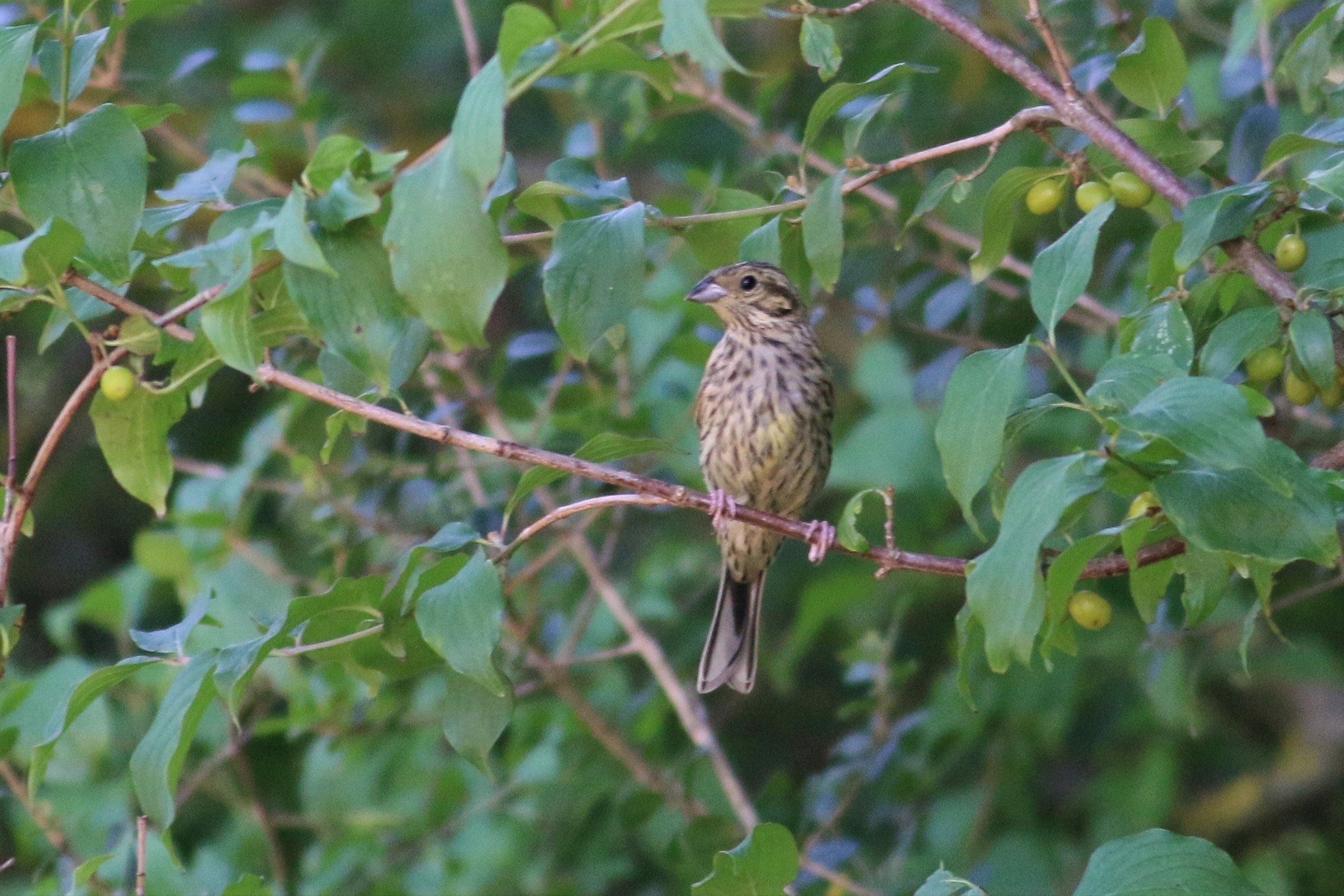 Cirl Bunting