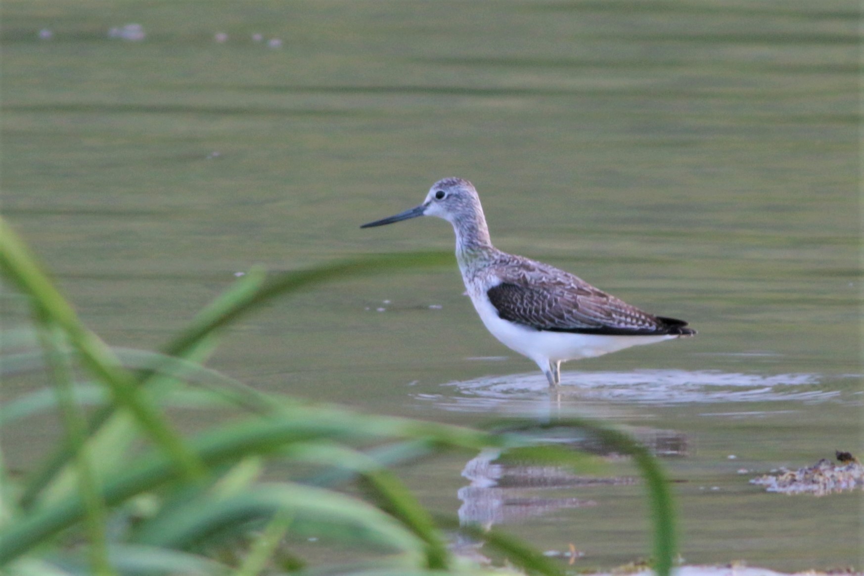Common Greenshank