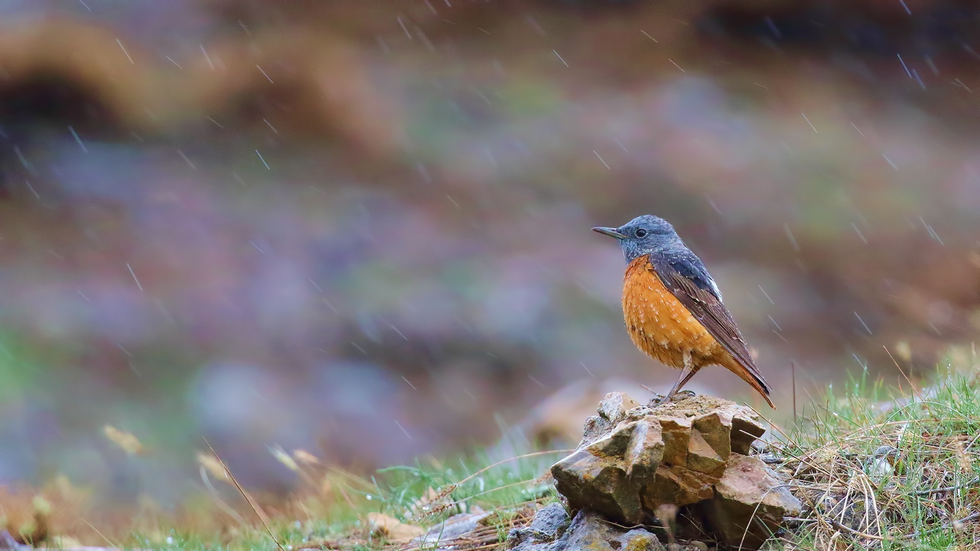 Rufous-tailed Rock-Thrush
