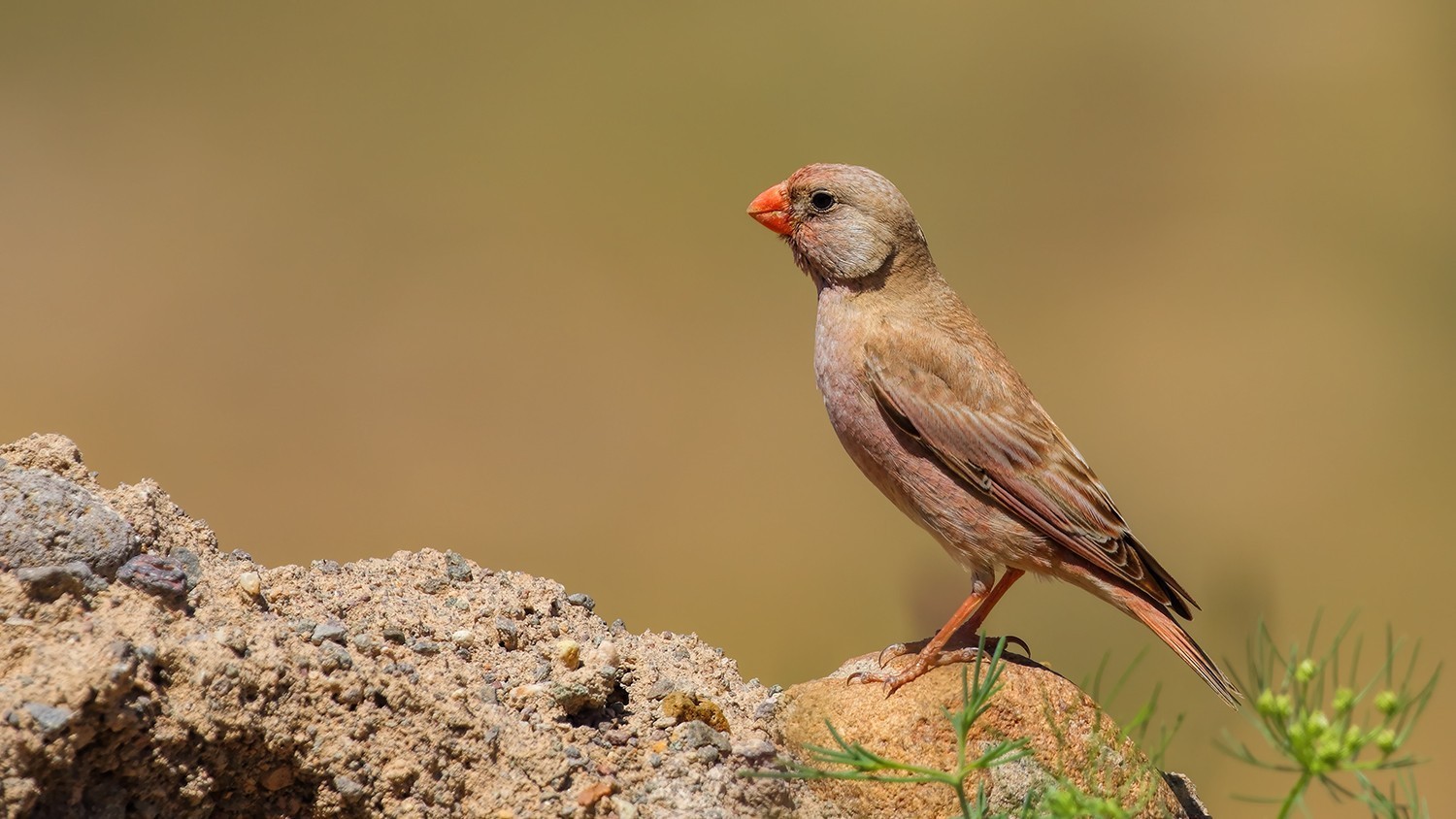 Trumpeter Finch