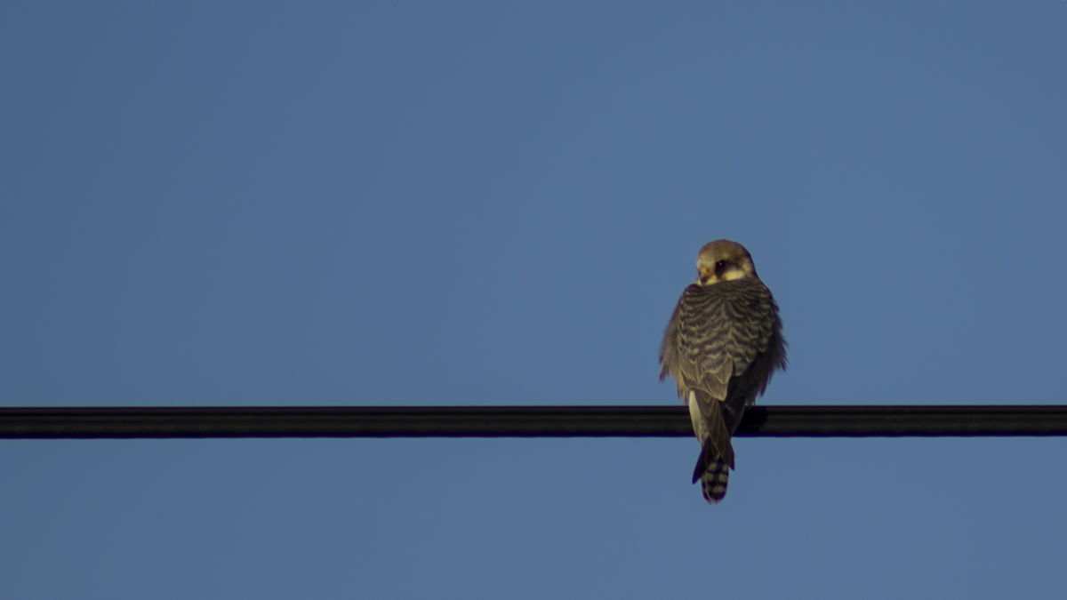 Red-footed Falcon
