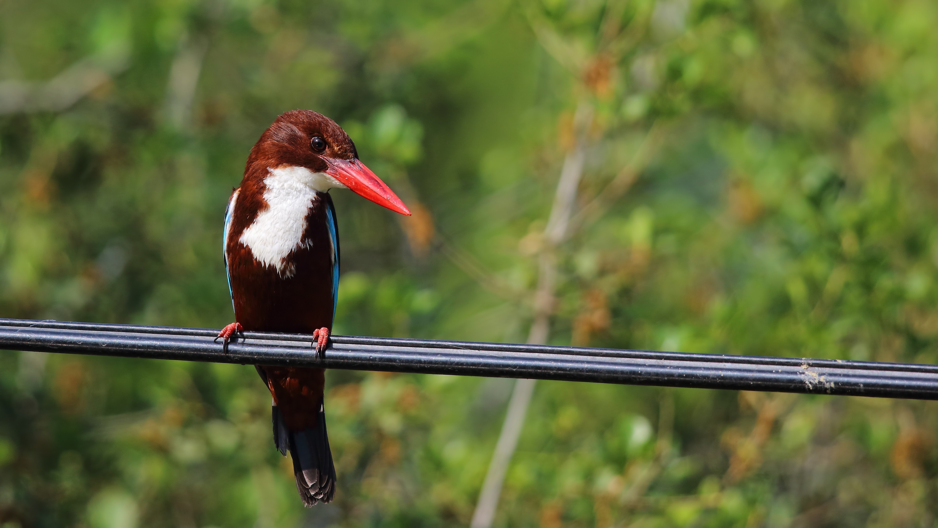 White-breasted Kingfisher