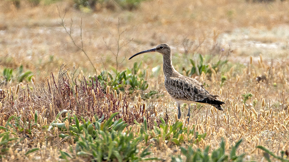 Eurasian Curlew