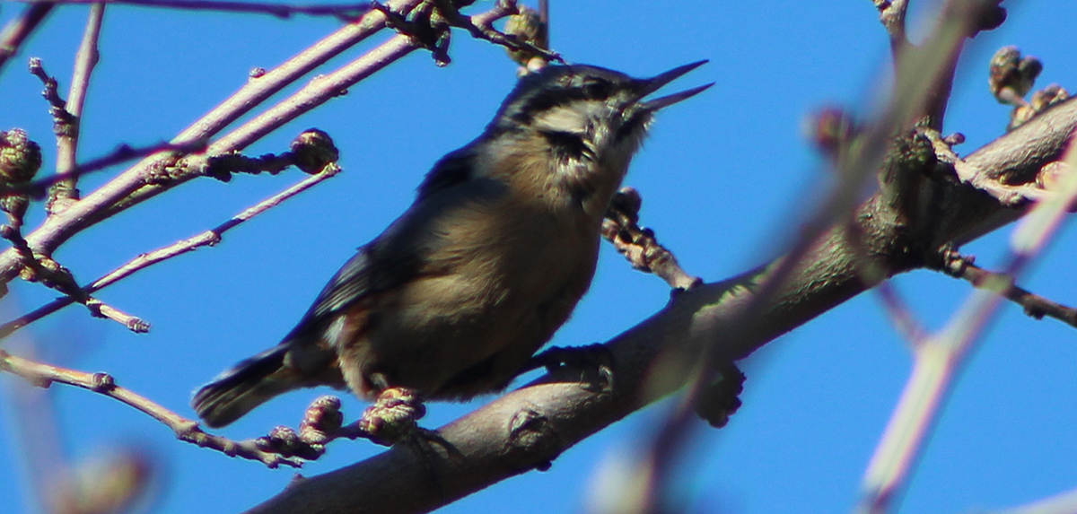 Eurasian Nuthatch