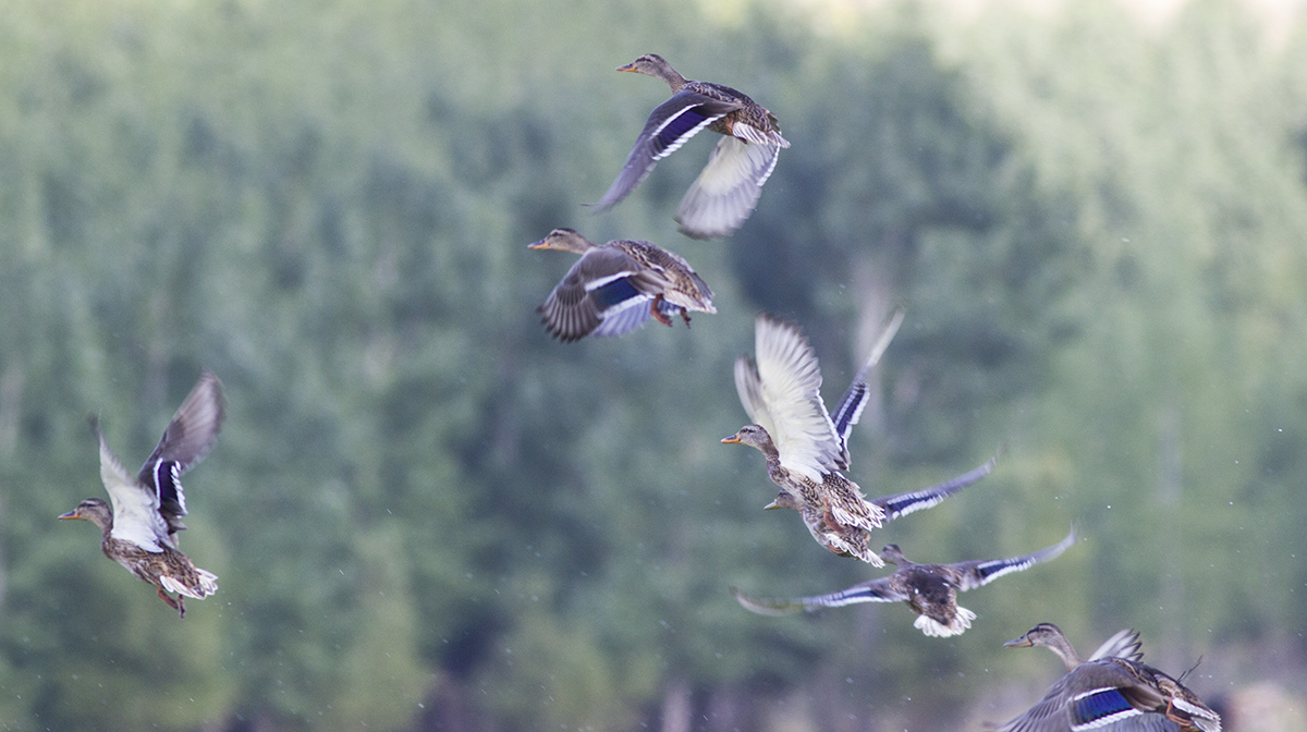 Mallard