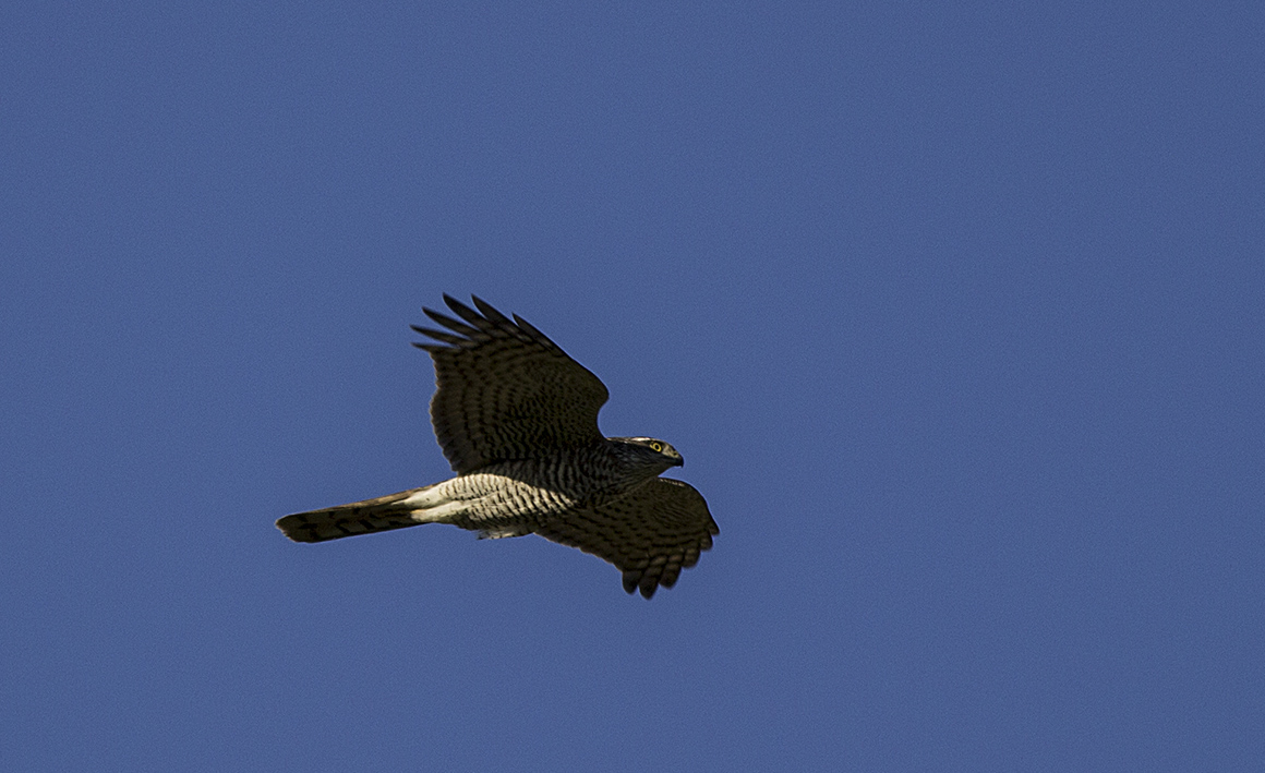 Eurasian Sparrowhawk