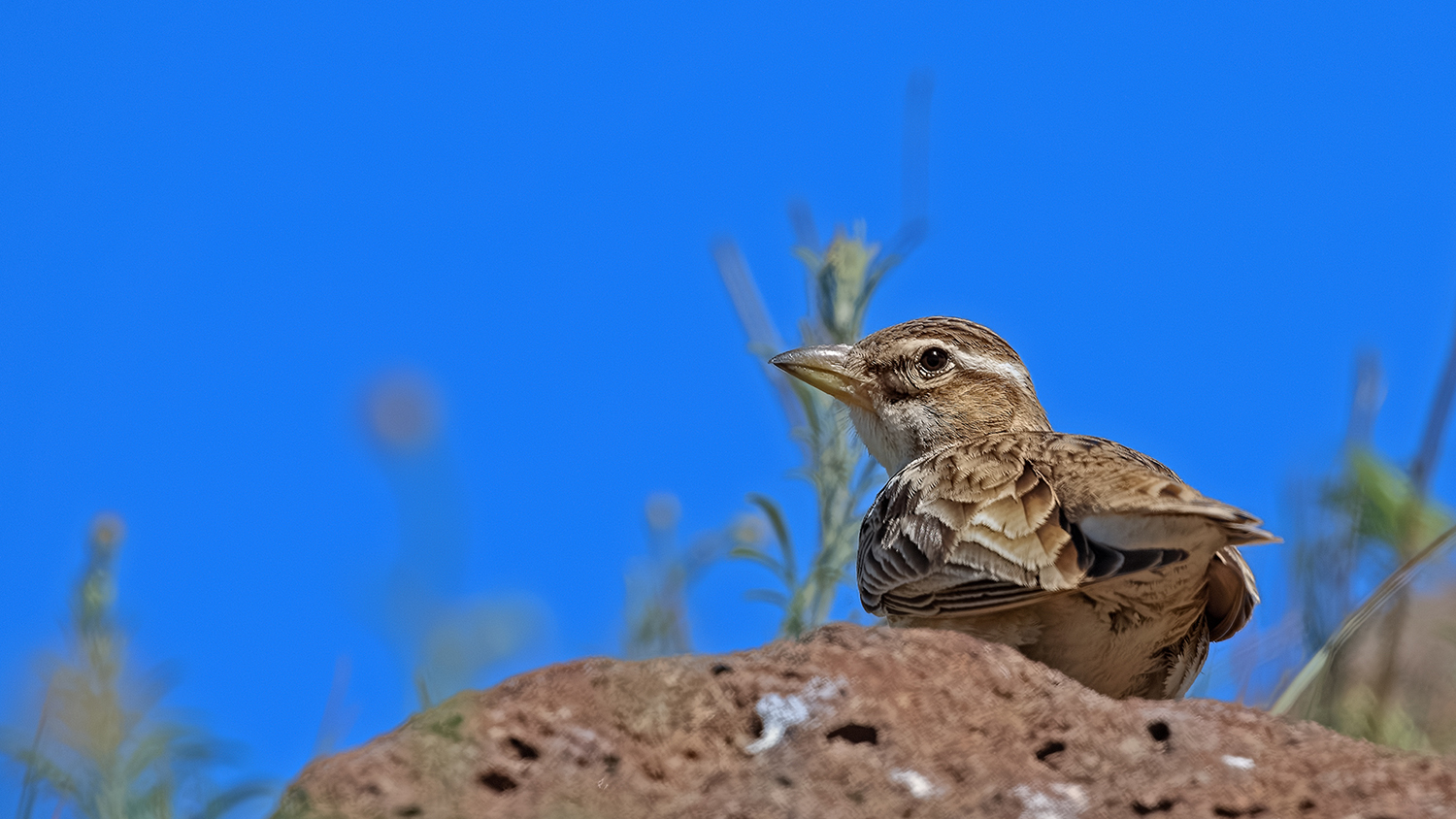 Bimaculated Lark — Ana fotoğraf