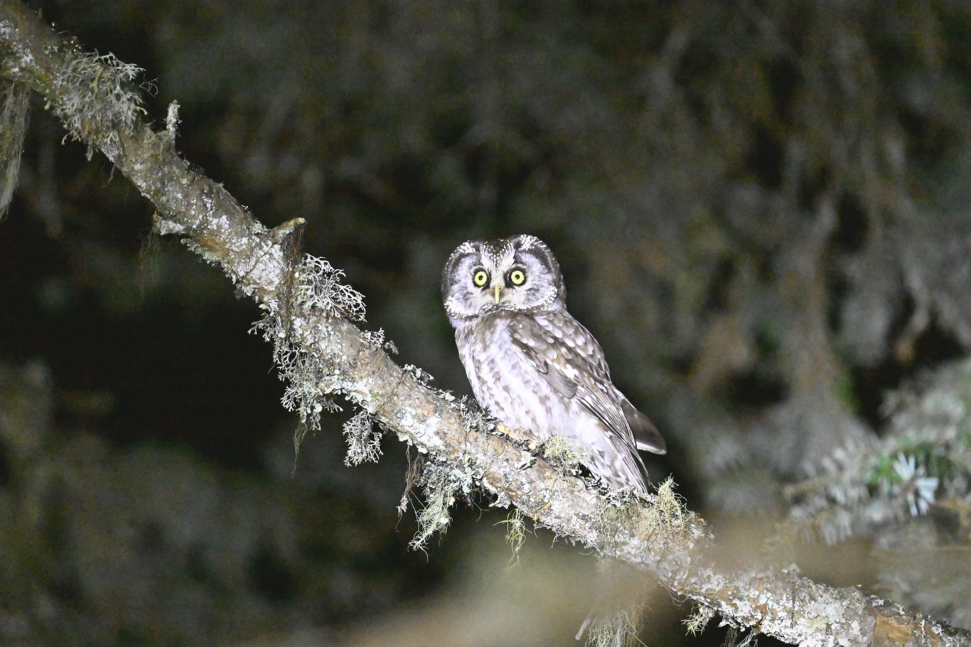 Boreal Owl