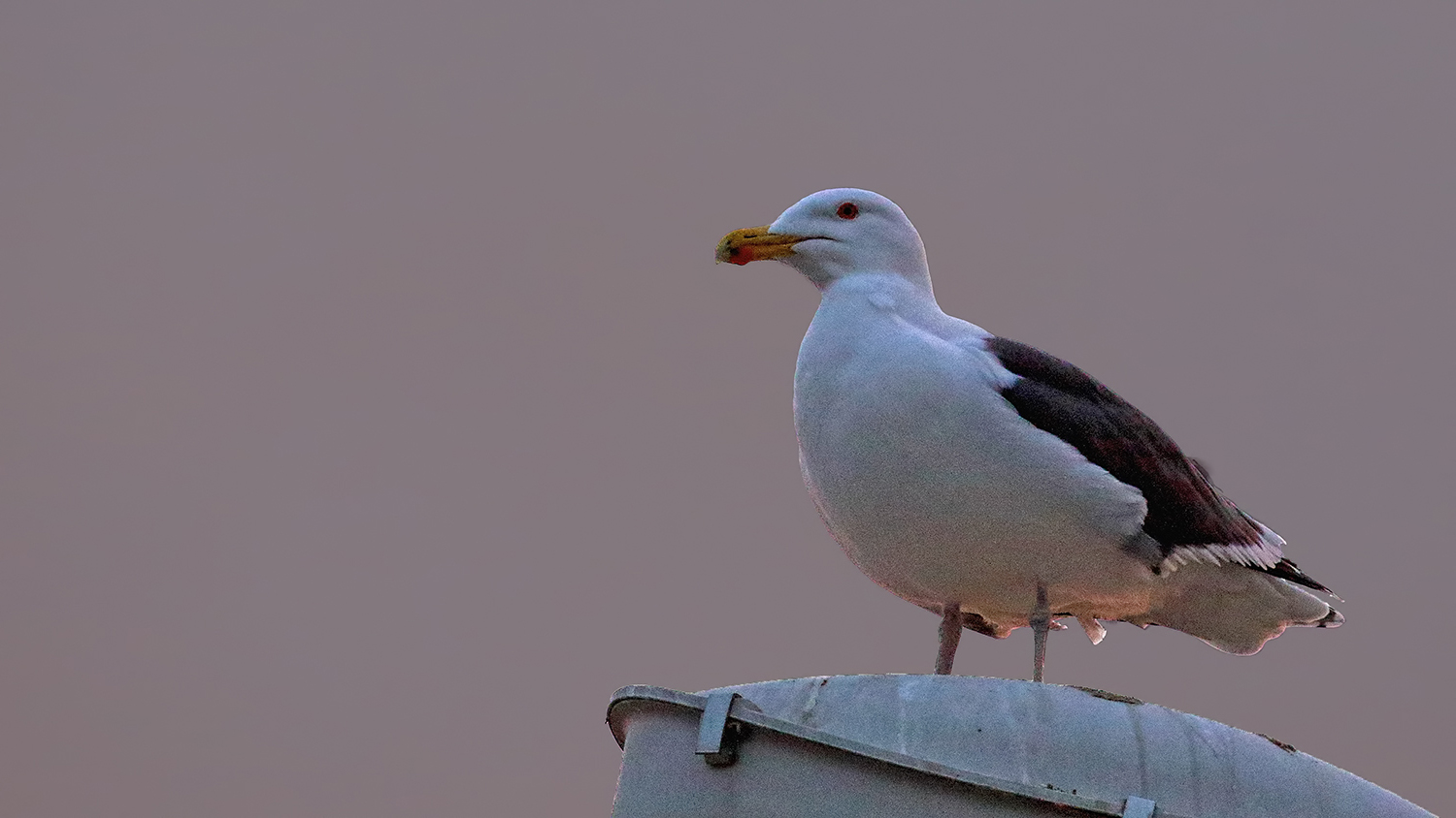 Great Black-backed Gull — Ana fotoğraf
