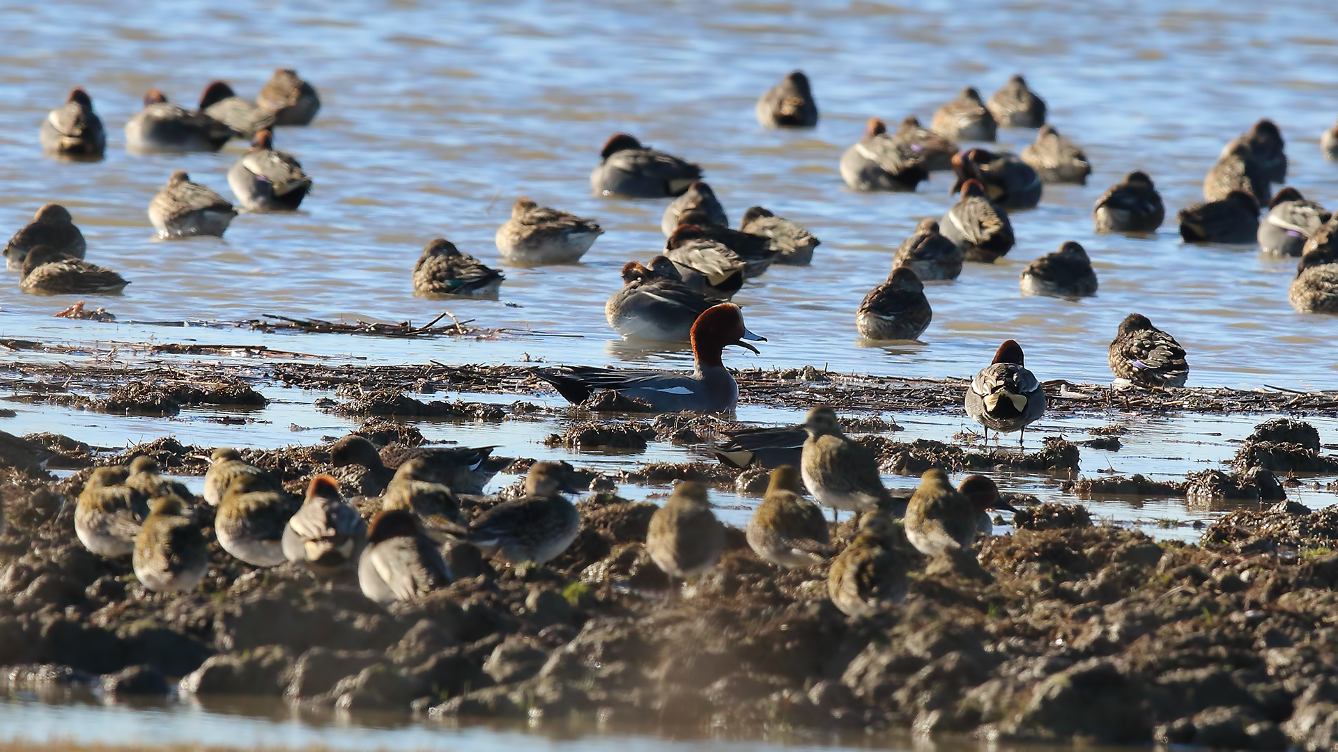 Eurasian Wigeon
