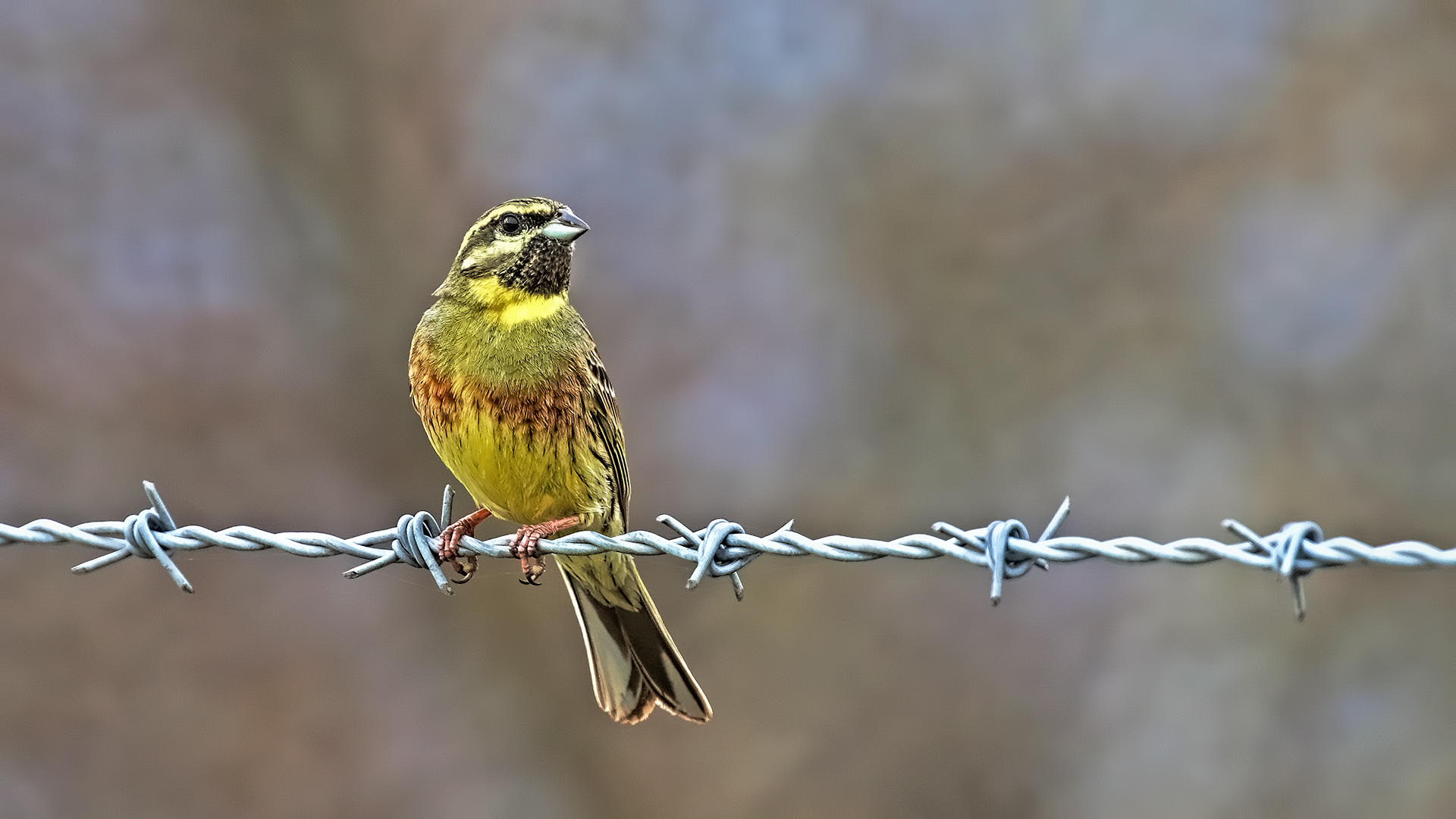 Cirl Bunting