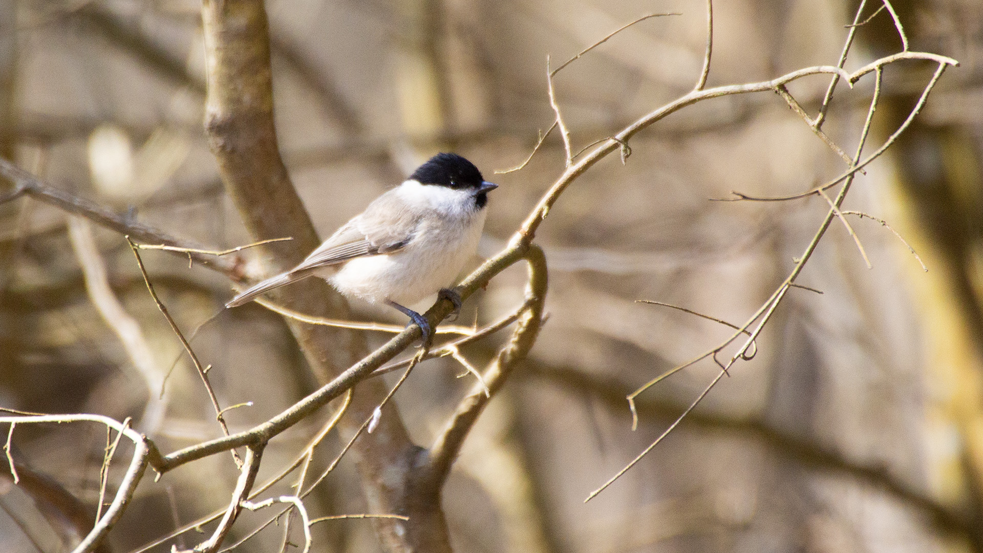 Marsh Tit