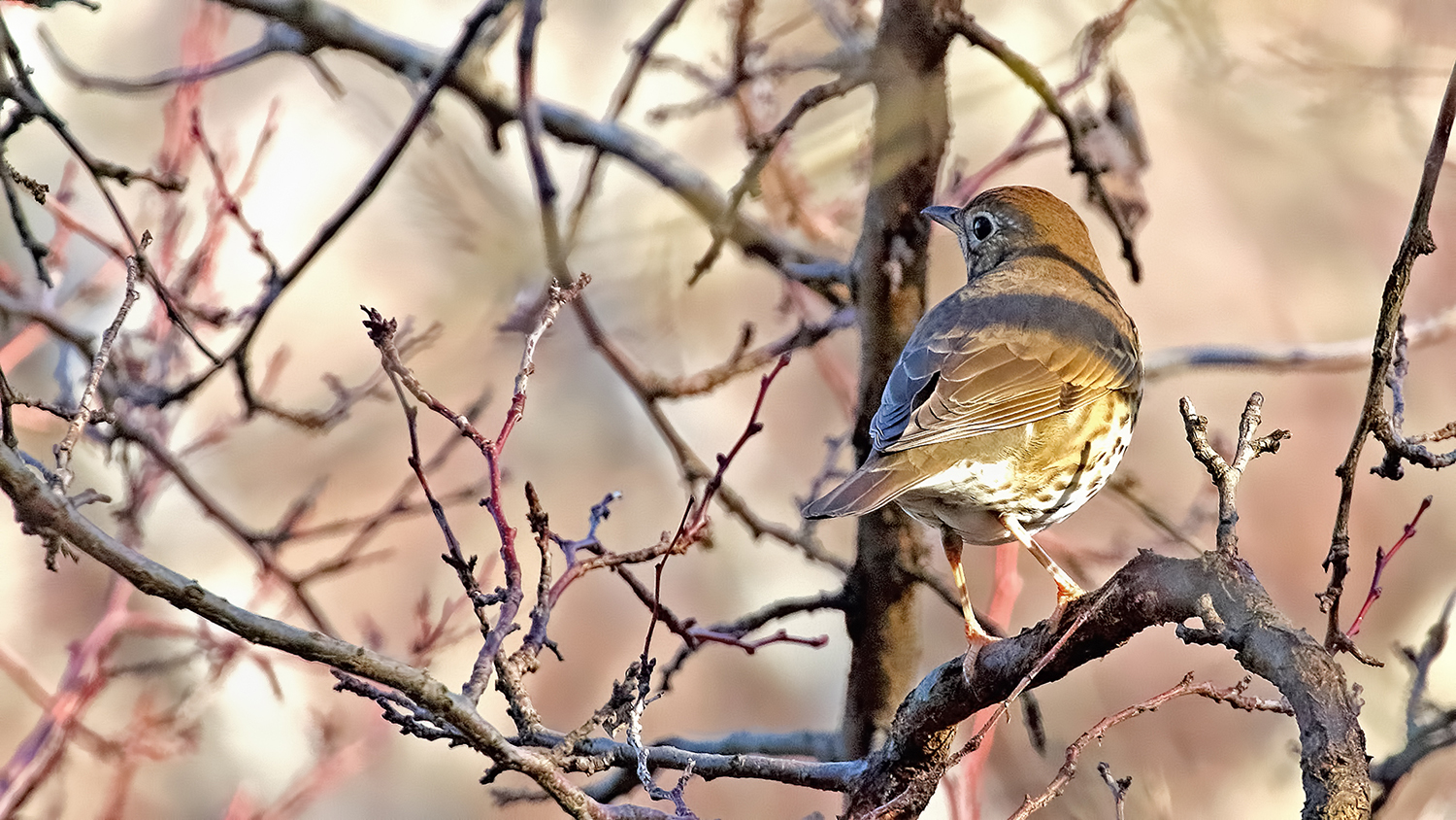 Song Thrush