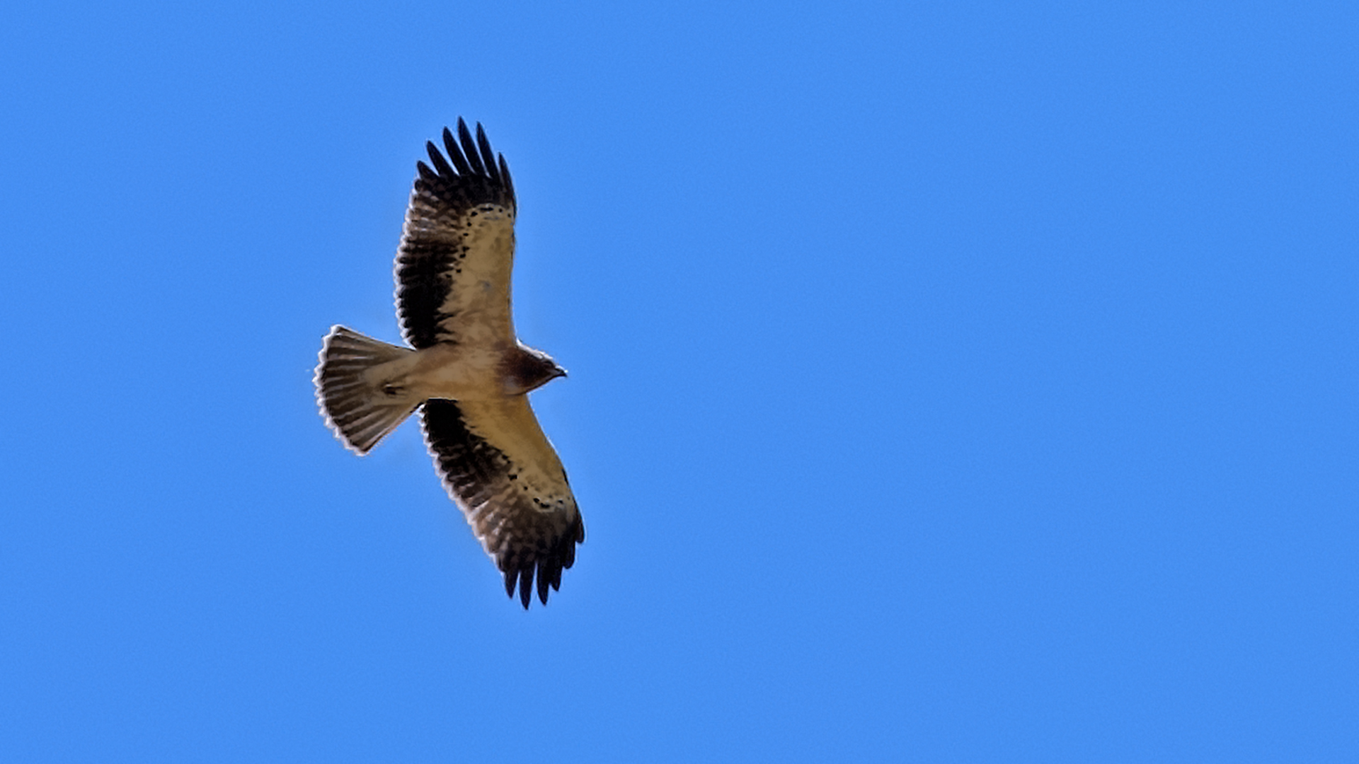 Booted Eagle