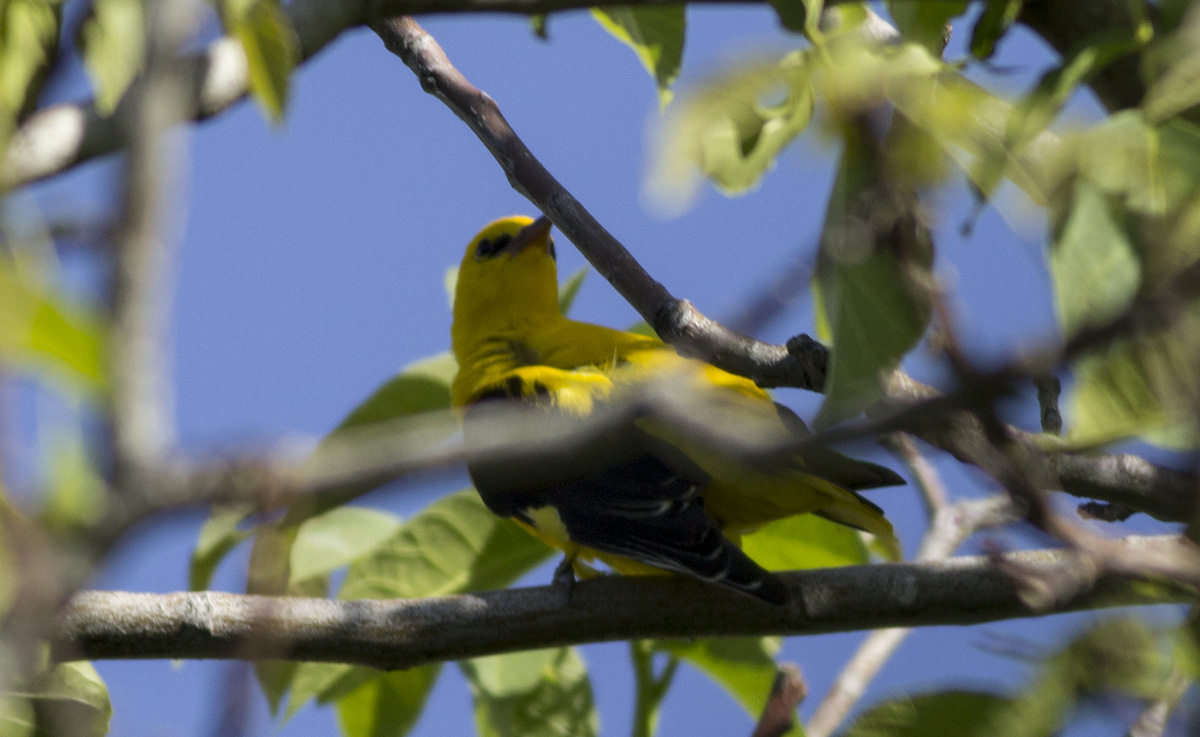 Eurasian Golden Oriole