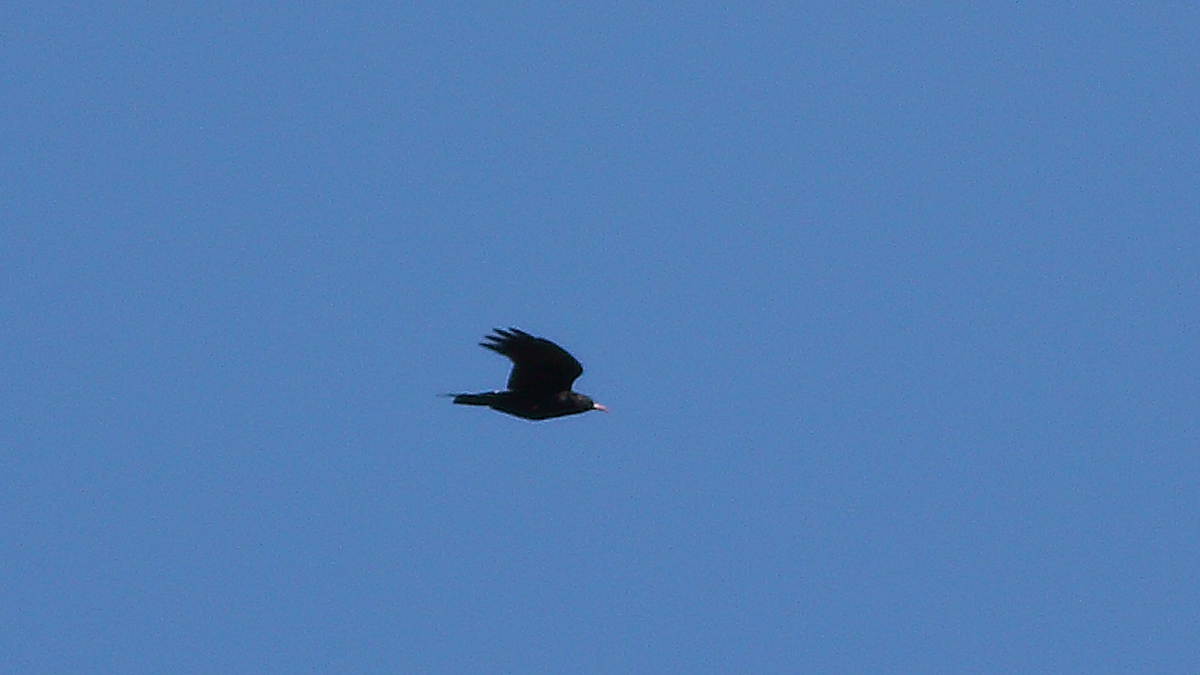 Red-billed Chough