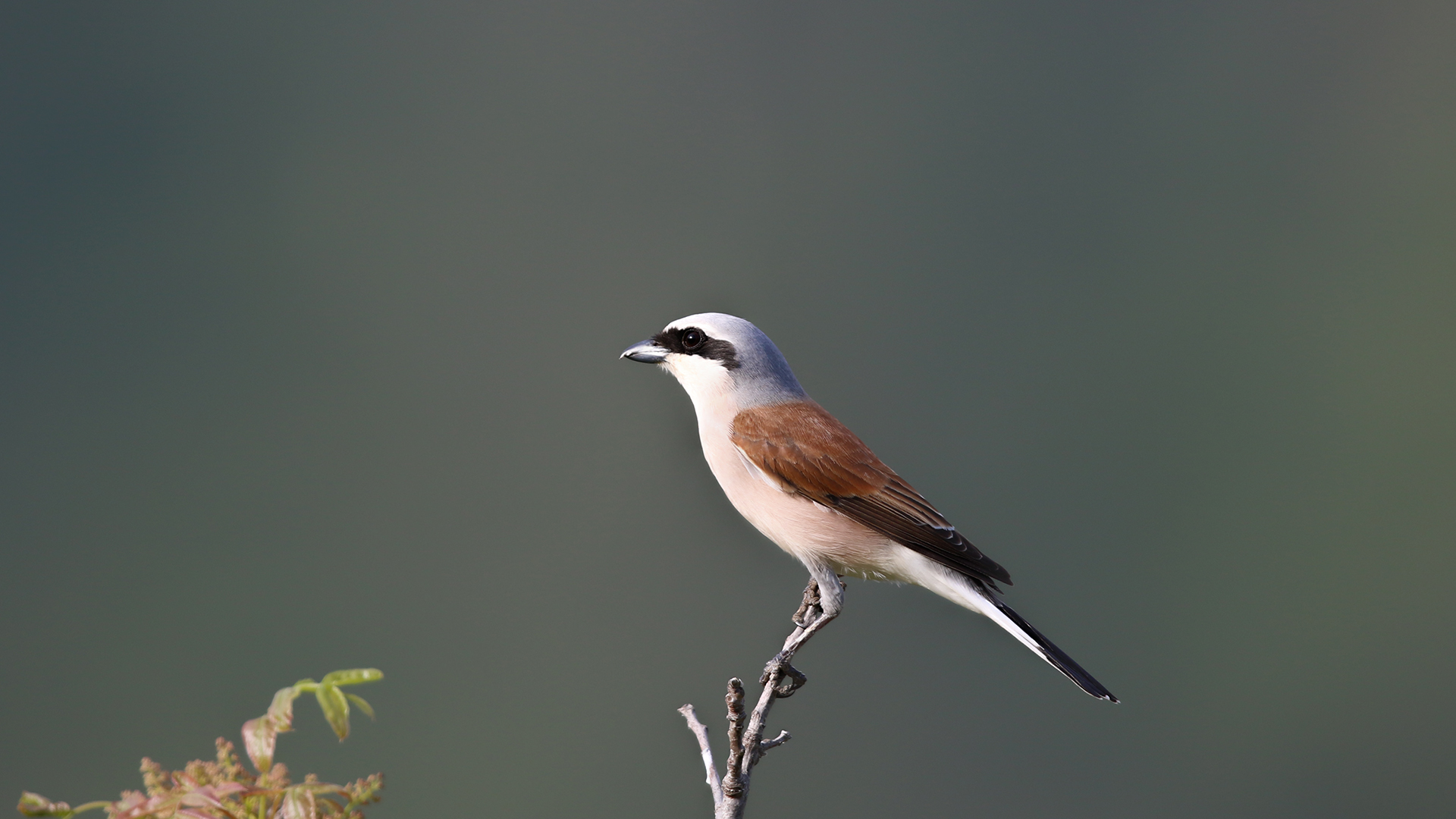 Red-backed Shrike — Ana fotoğraf