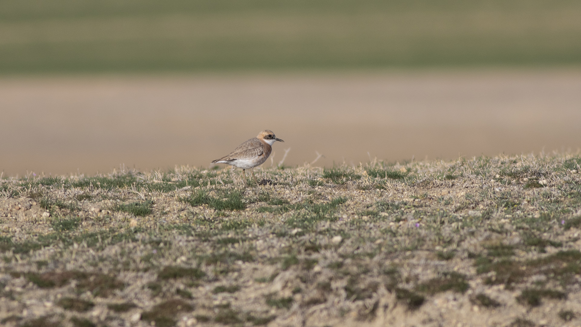 Greater Sand-Plover