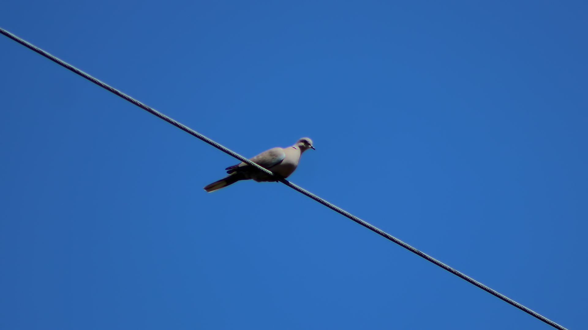 Eurasian Collared-Dove