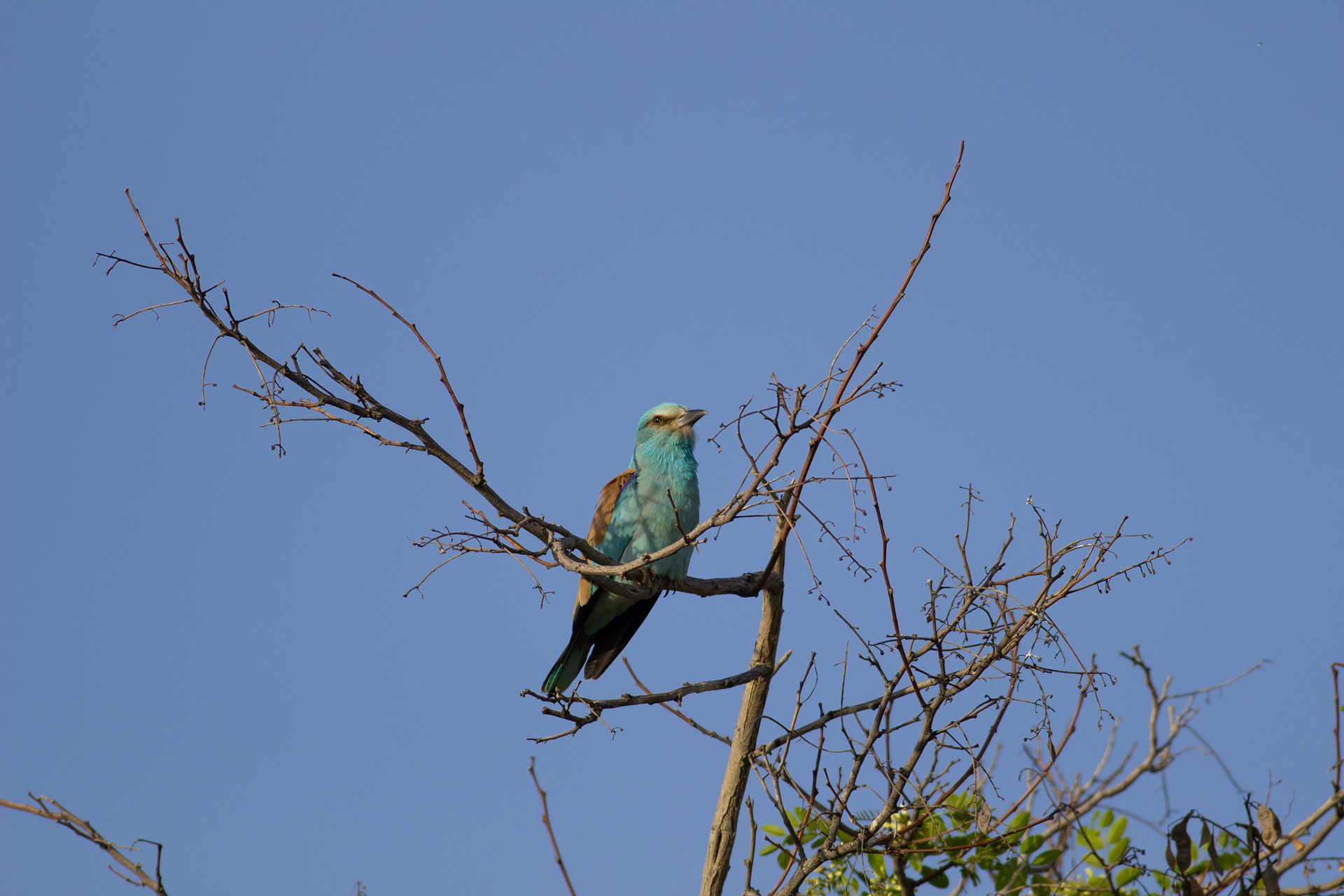 European Roller