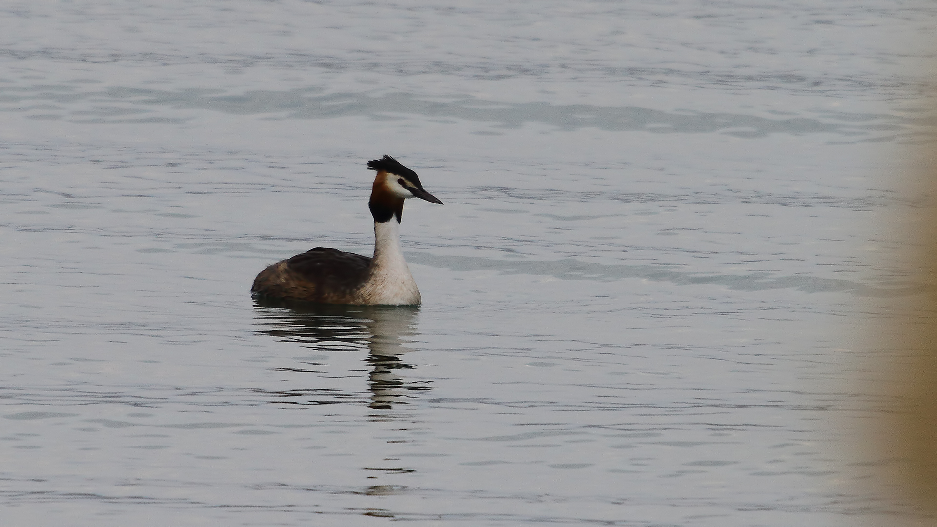 Great Crested Grebe — Ana fotoğraf