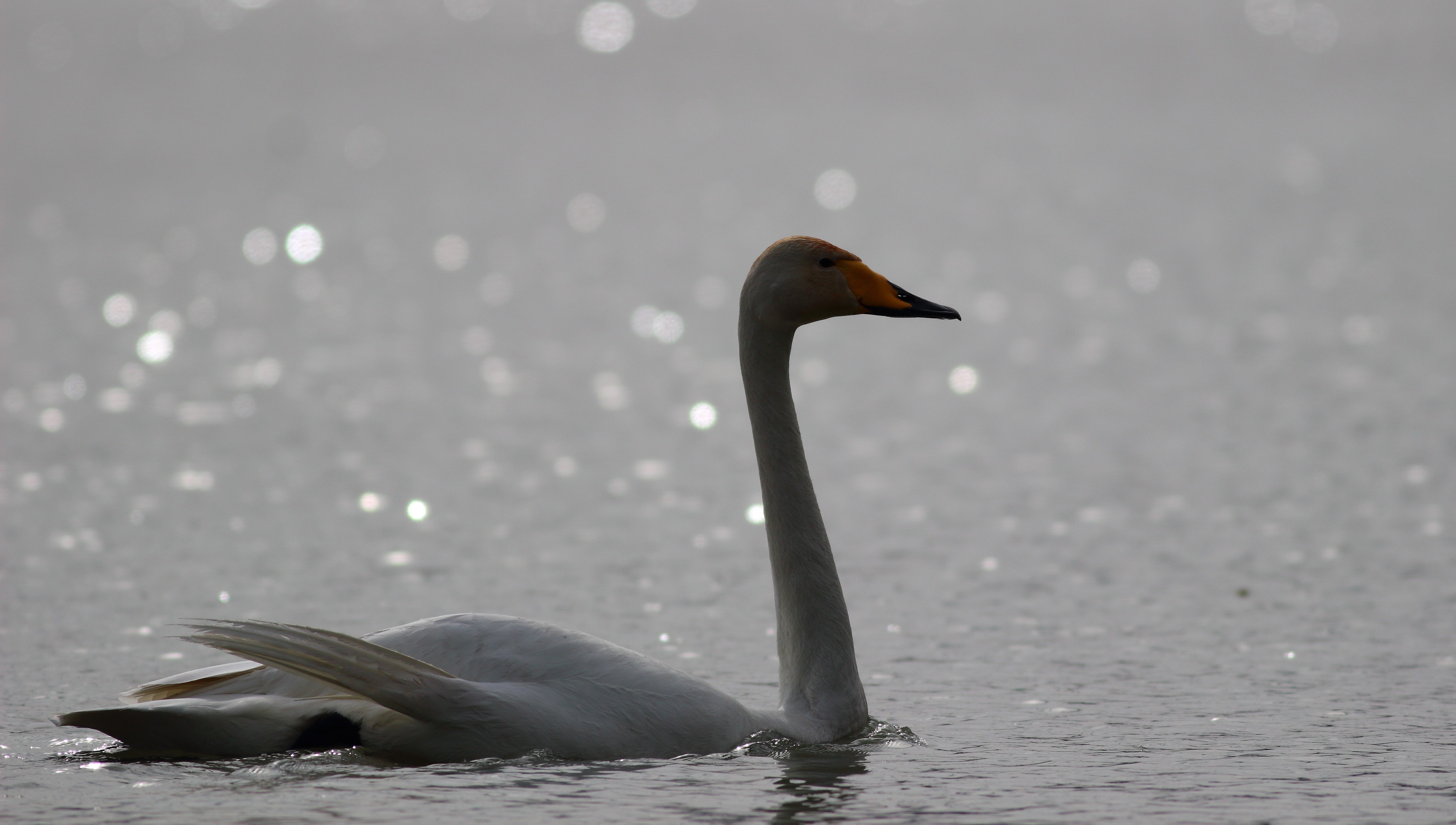 Whooper Swan