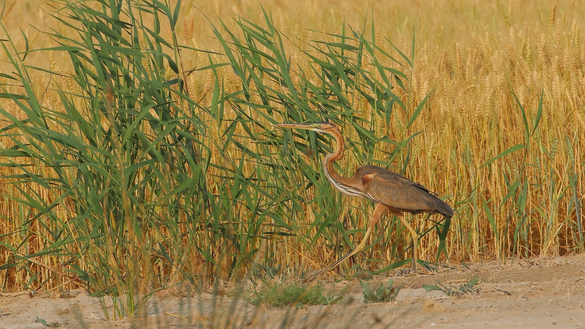 Purple Heron