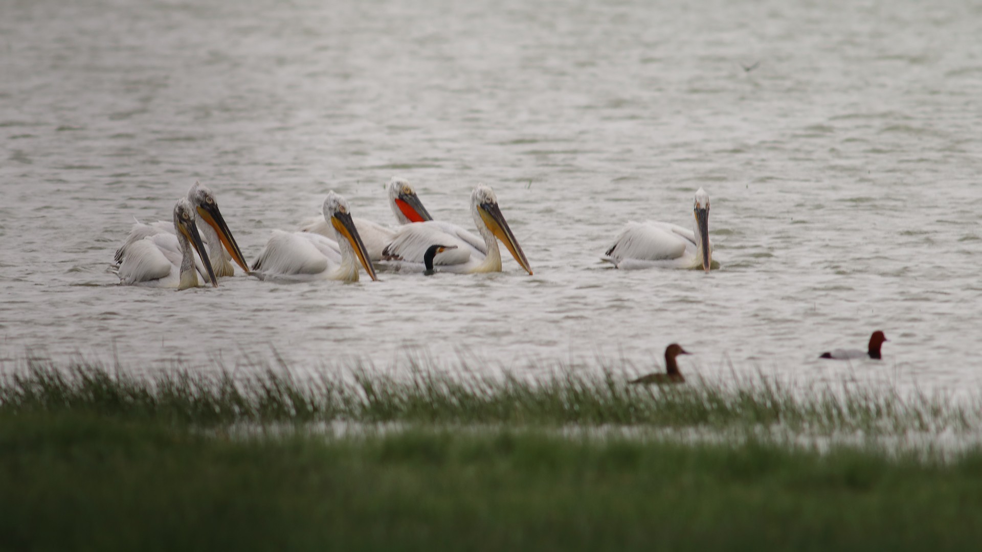 Dalmatian Pelican