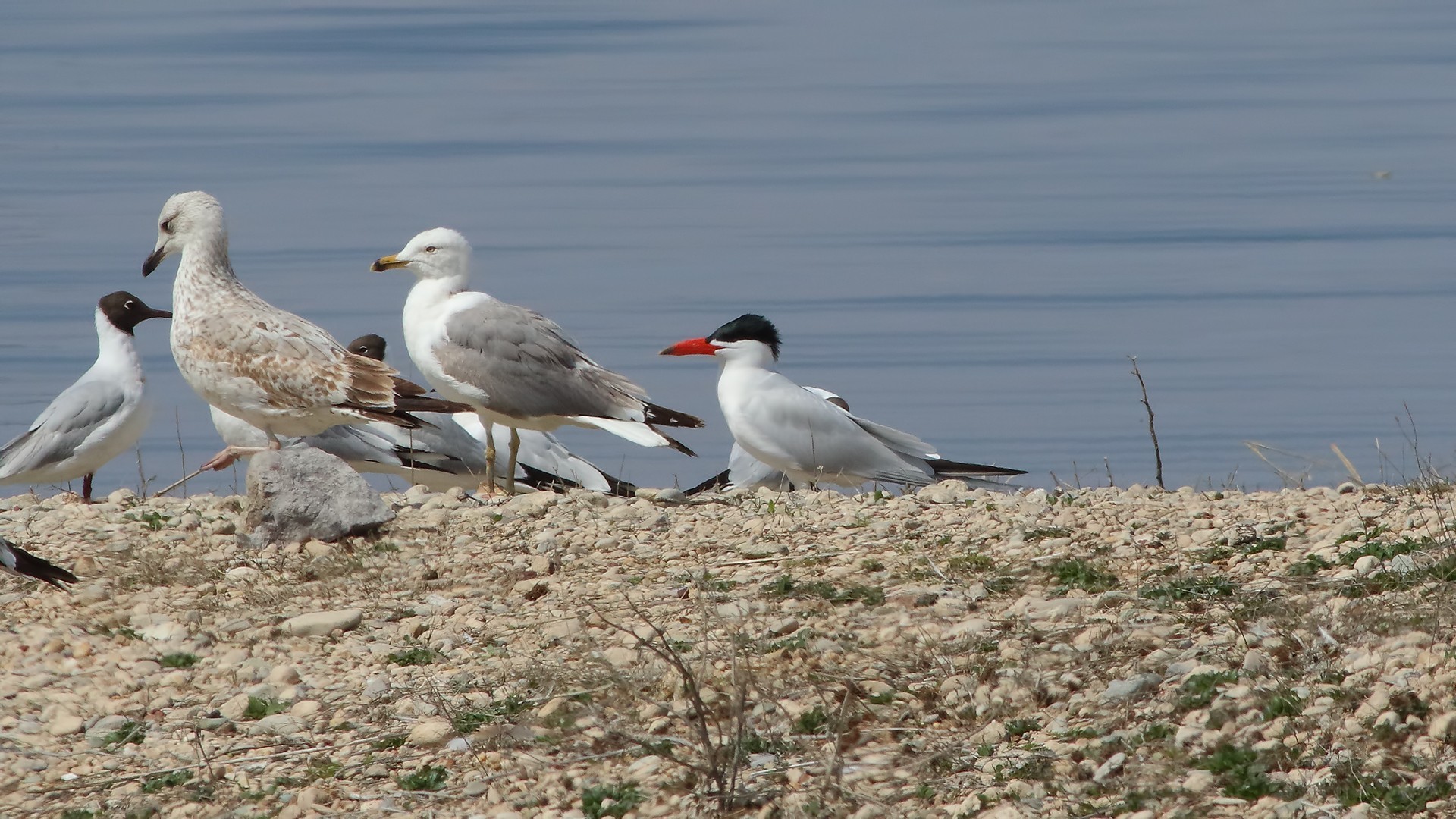 Caspian Tern