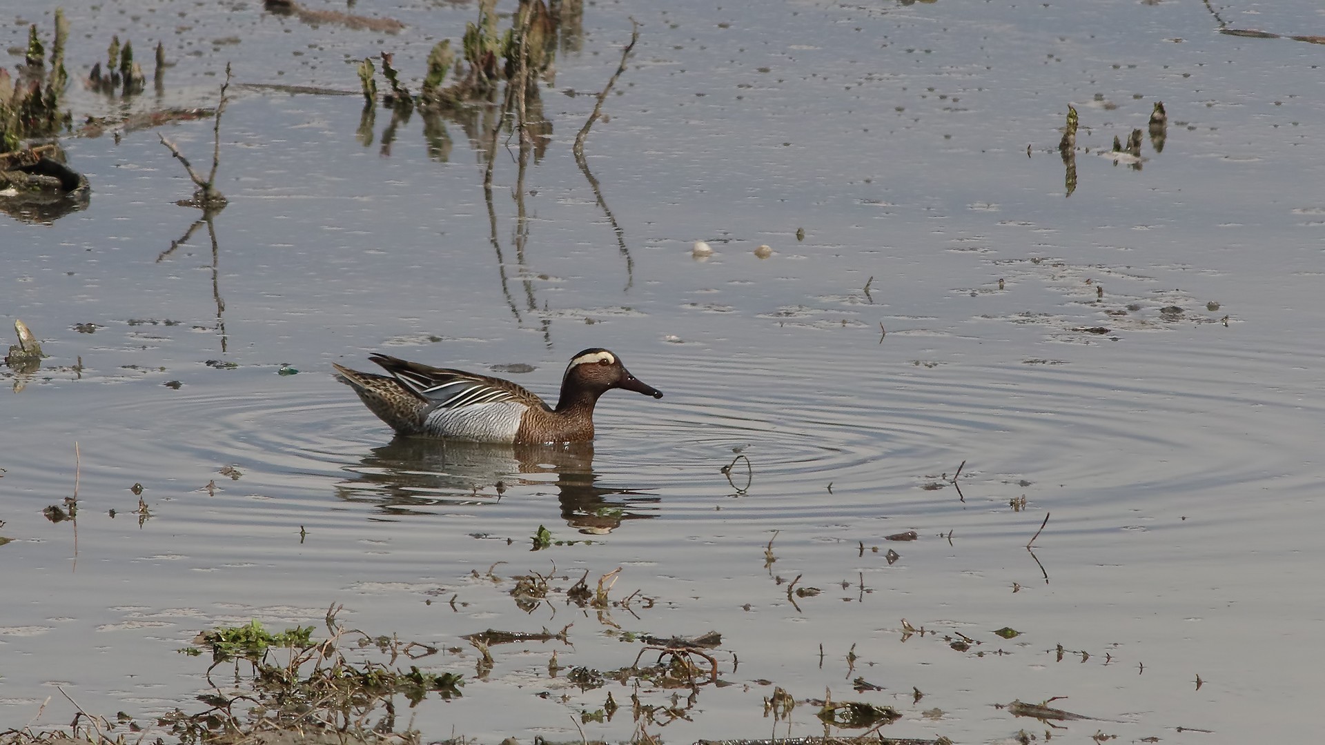 Garganey