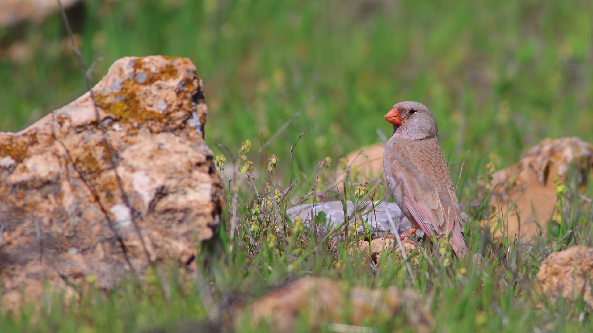 Trumpeter Finch
