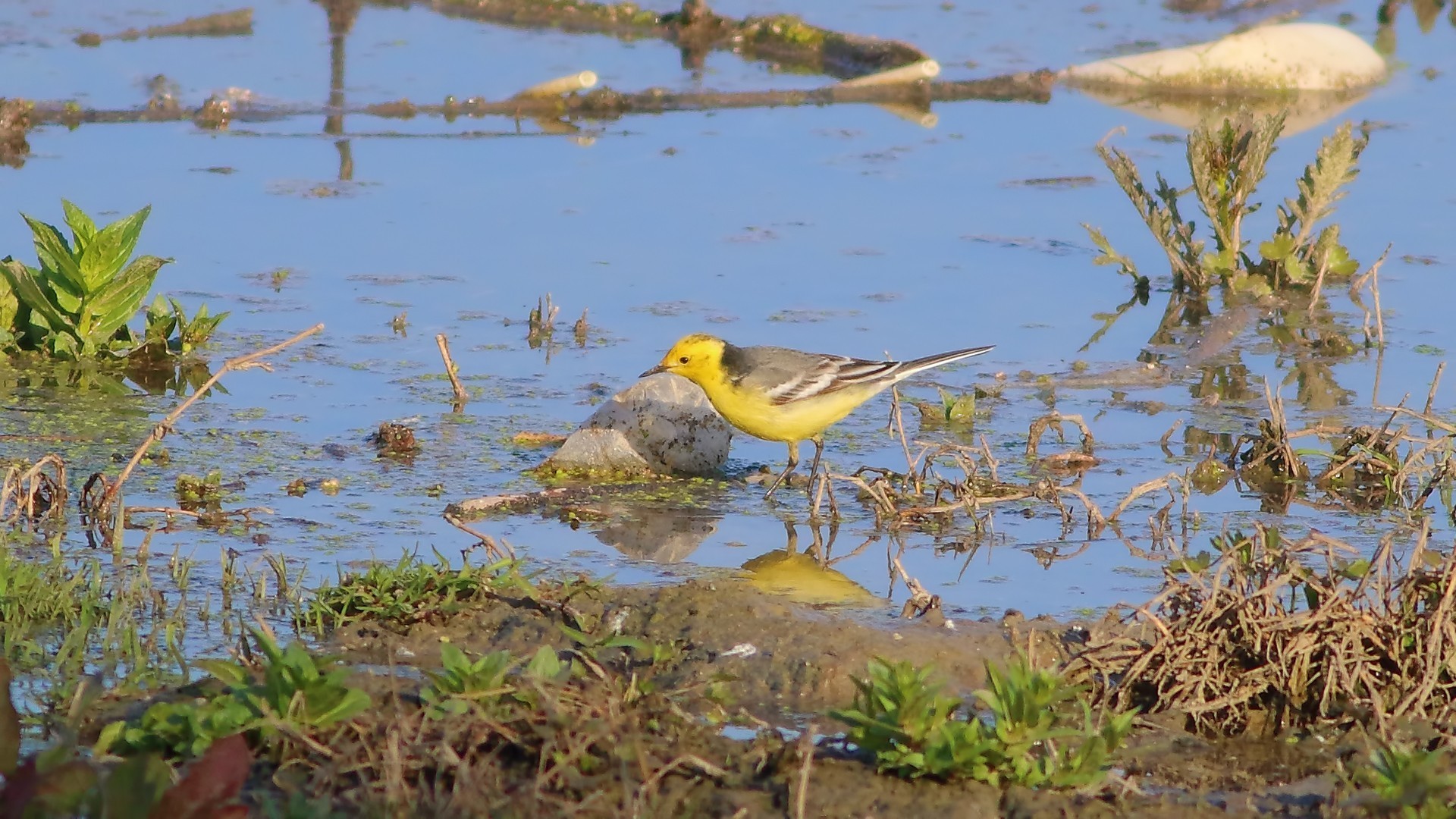 Citrine Wagtail