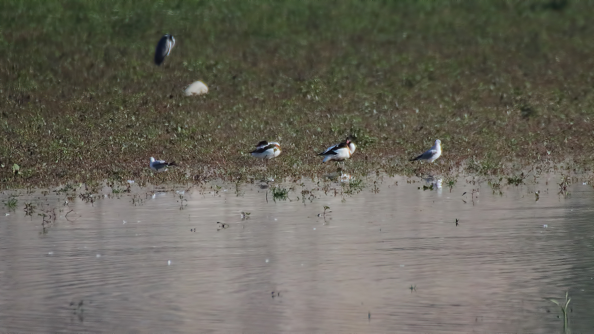 Common Shelduck