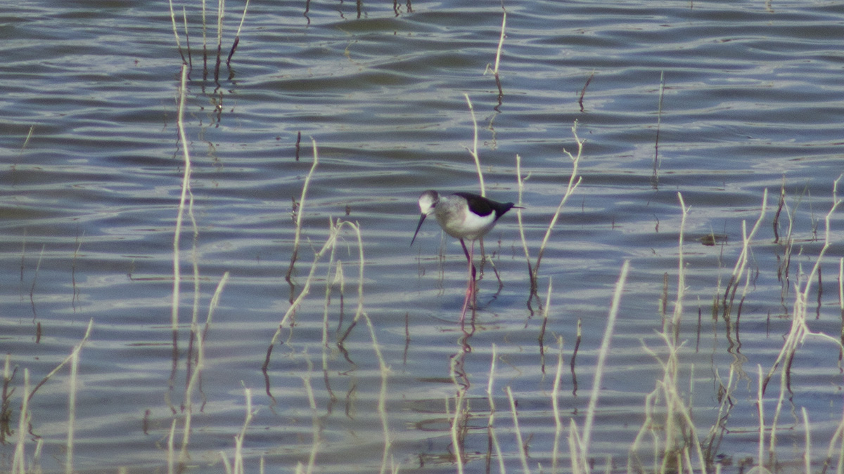 Black-winged Stilt — Ana fotoğraf