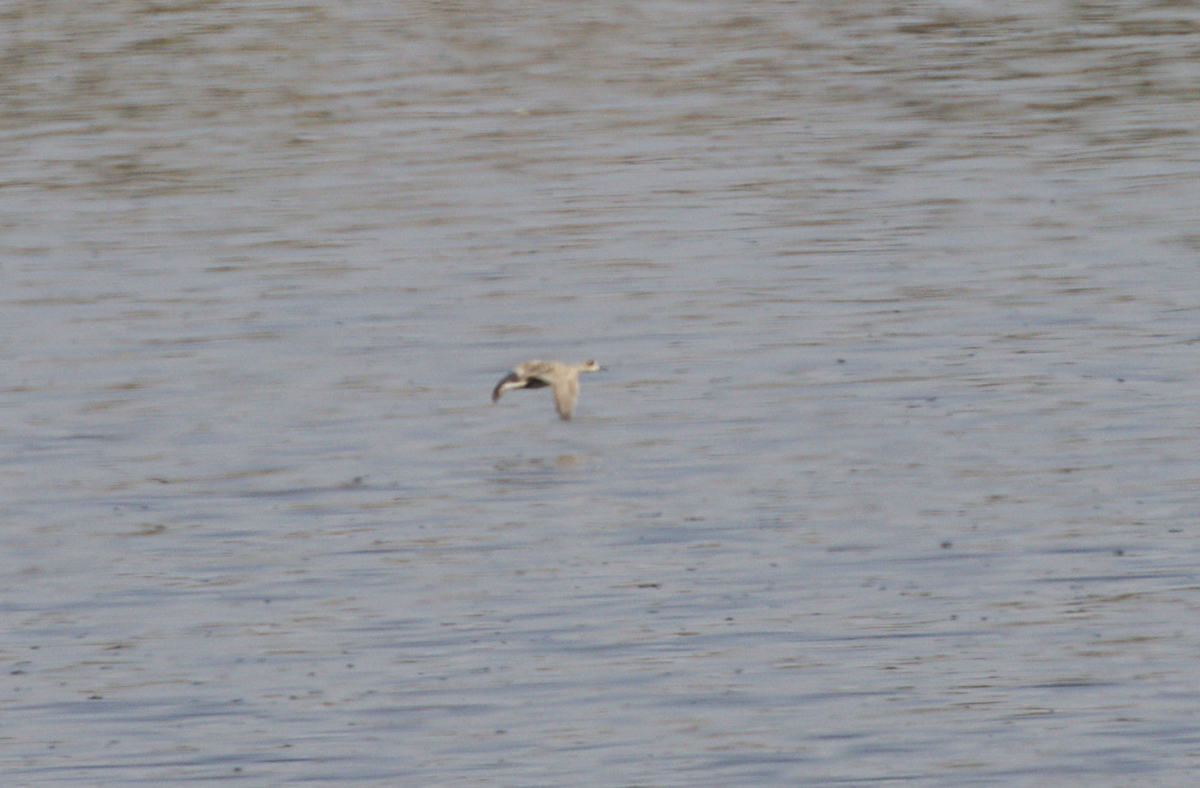 Marbled Teal