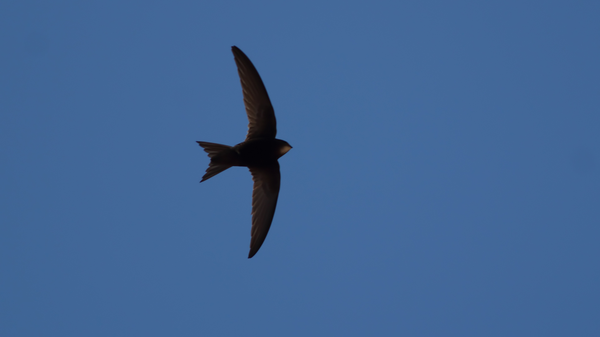 Common Swift — Ana fotoğraf