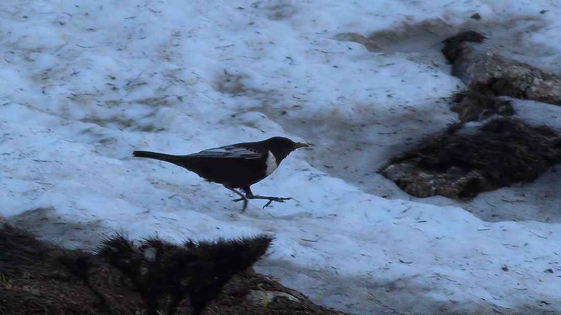Ring Ouzel