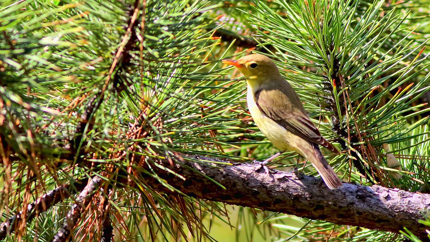 Icterine Warbler